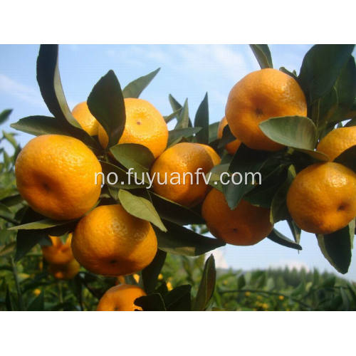 Frisk baby mandarin fra Nanfeng byen